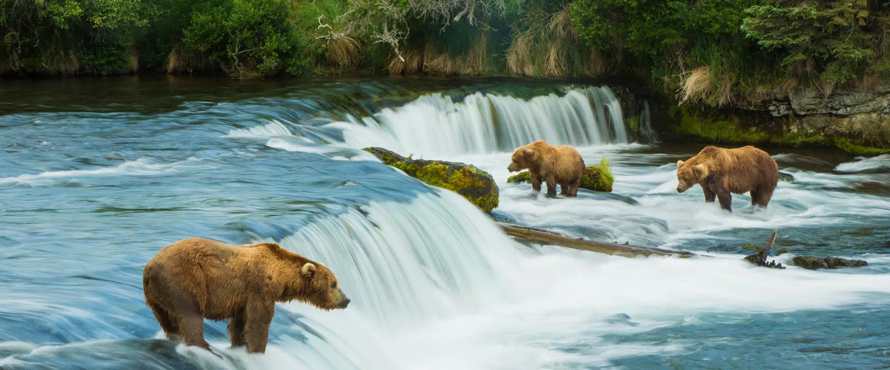 bears at falls