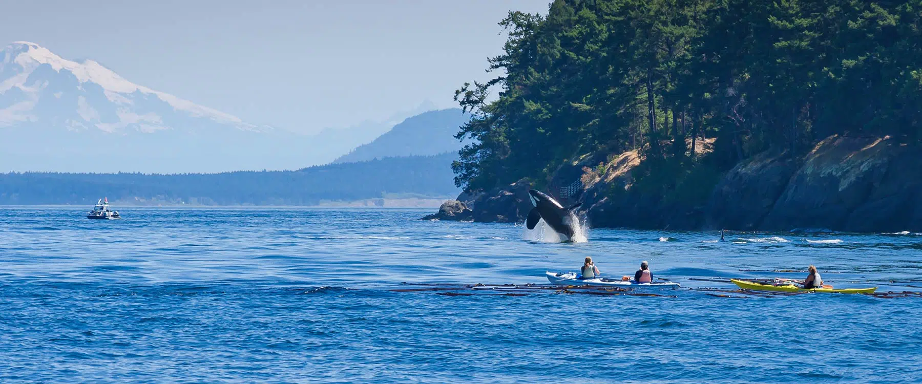 kayaking and orcas