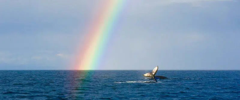 Rainbow Tours