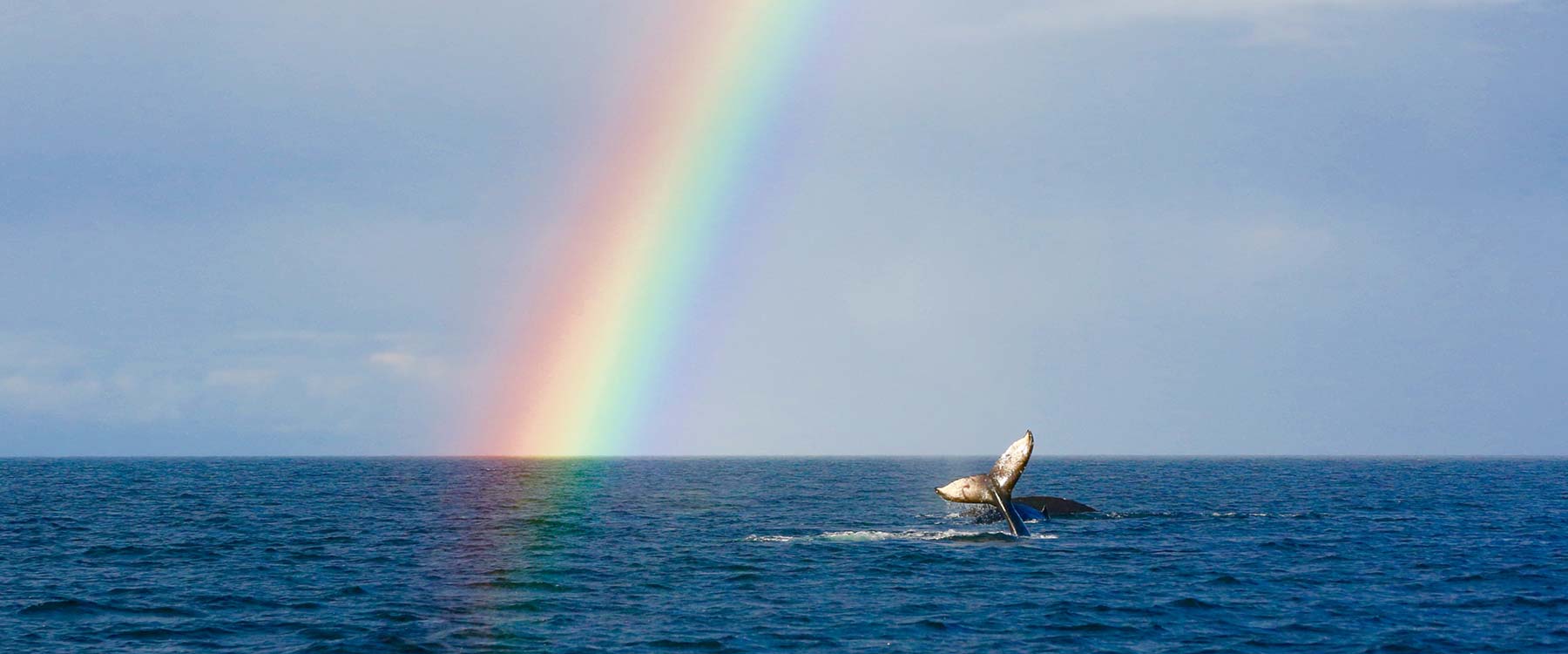 rainbow and whale tail