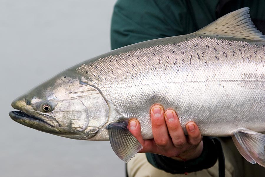 a winter king salmon